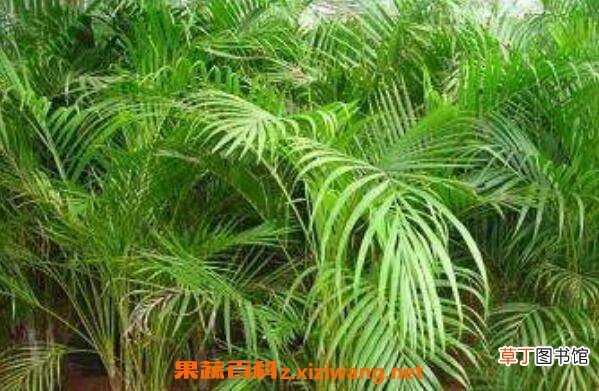 散尾葵的养殖方法 养殖散尾葵的注意事项
