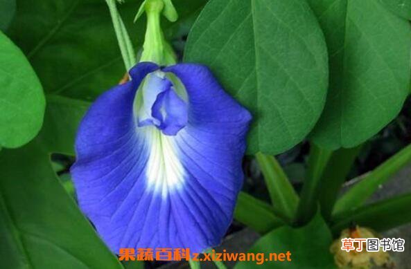 蝶豆花泡茶的副作用 蝶豆花什么人不适合吃