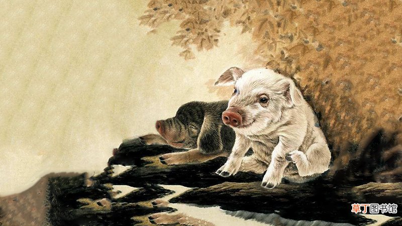 属猪的2019年运势怎样