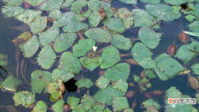 牛角菱怎么种植