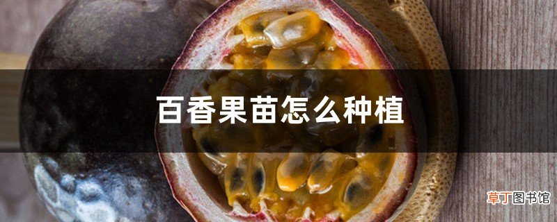 百香果苗怎么种植