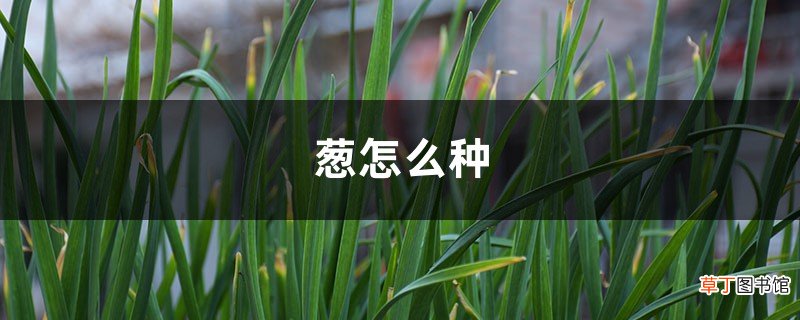葱怎么种