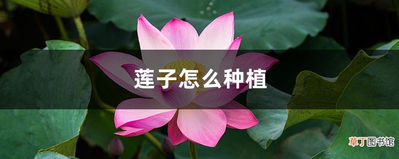莲子怎么种植