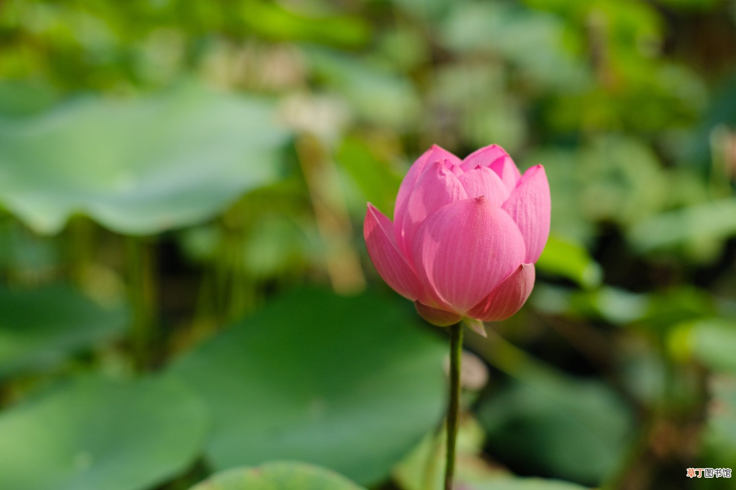莲子怎么种植