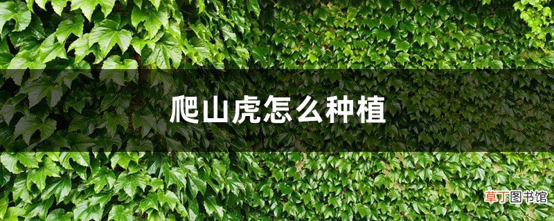 爬山虎怎么种植