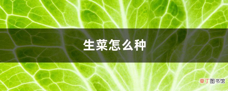生菜怎么种