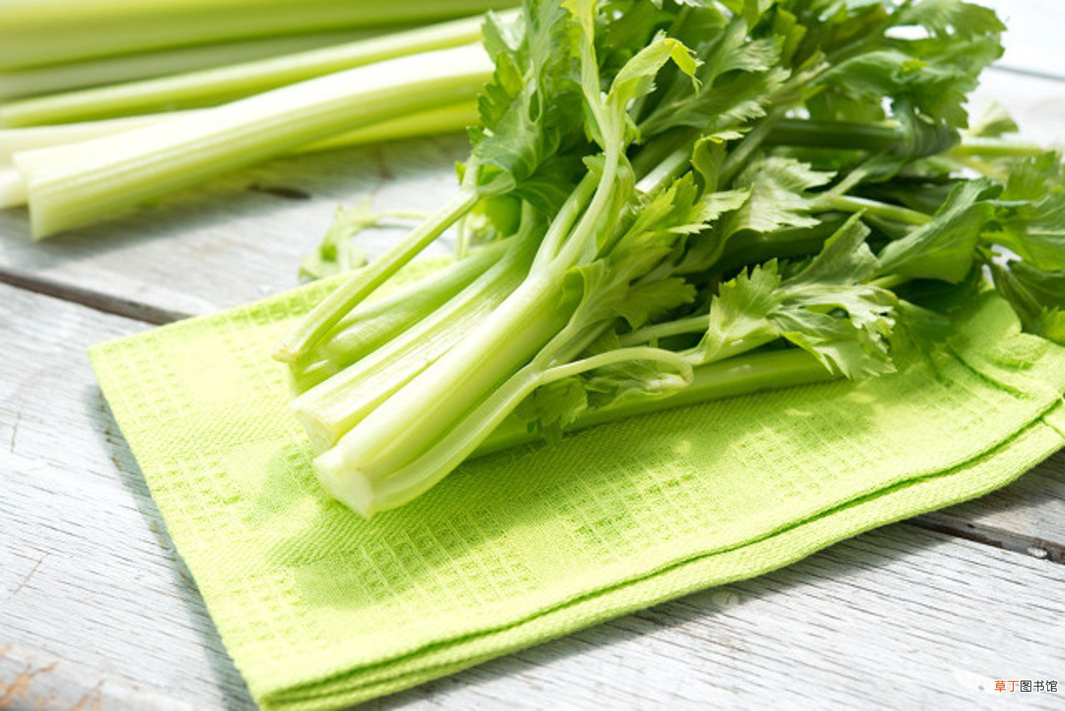 芹菜怎么种