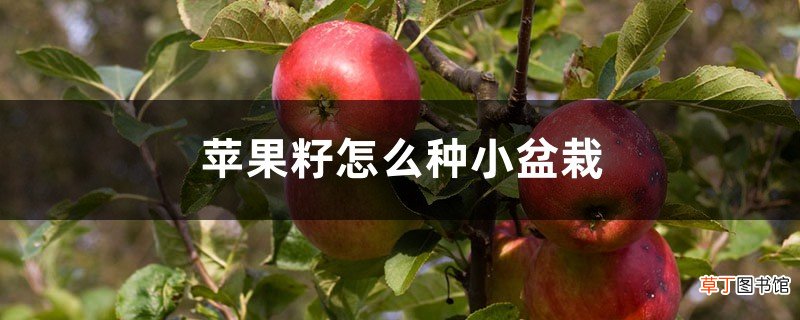 苹果籽怎么种小盆栽