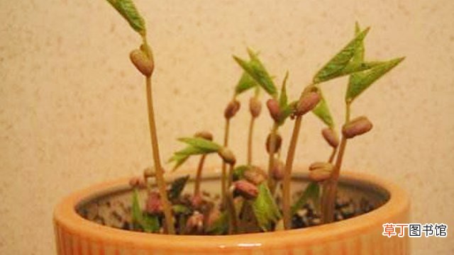 绿豆怎么种小盆栽