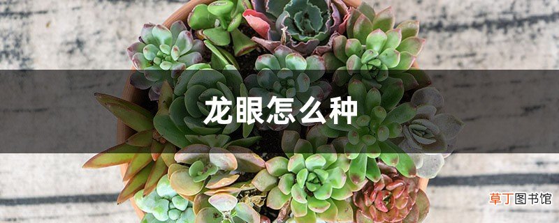 龙眼怎么种