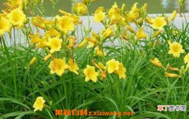 萱草的功效与作用 萱草的药用价值