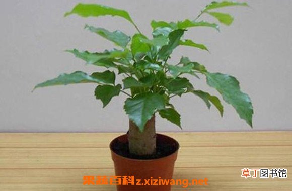 绿宝树的风水作用 绿宝树的修剪方法图