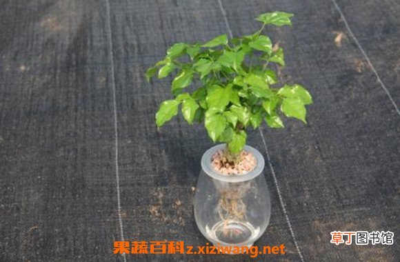 绿宝树的风水作用 绿宝树的修剪方法图