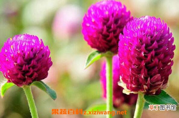 千日红的功效与作用 千日红泡水喝的禁忌