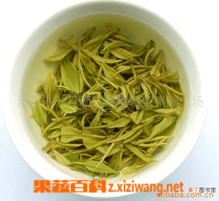 白茶