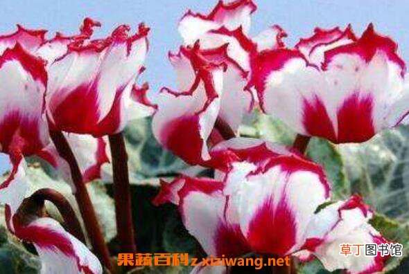 仙客来的养殖方法和注意事项 仙客来怎么养