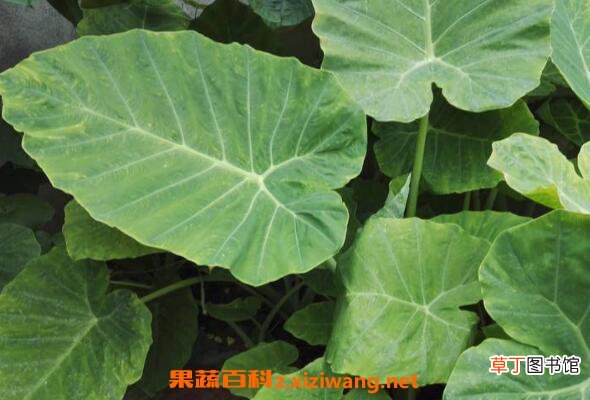 大野芋和海芋的区别