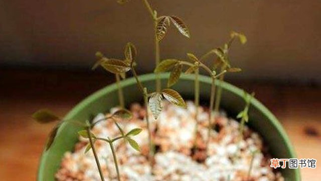 龙眼核怎么种盆栽