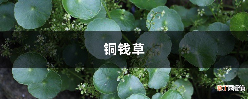 “铜钱草”叶子打了蔫儿，不妨往水里加点“料”，长得茂密还旺财