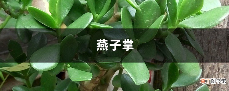 燕子掌绿油油超耐看，学会这样养，开花爆盆能更“快”！