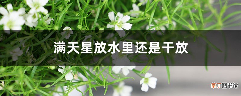 满天星放水里还是干放
