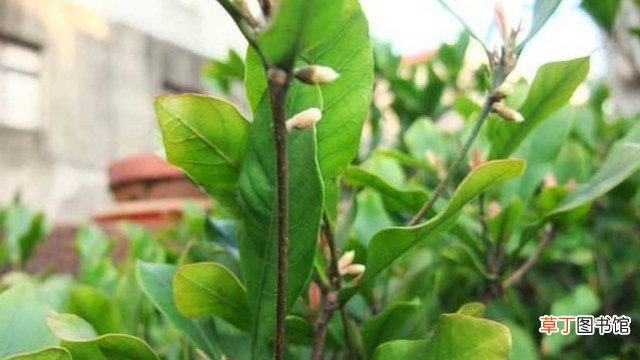 高压繁殖最佳时间