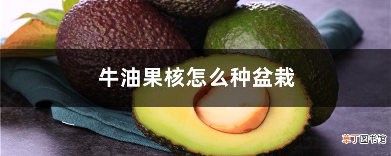 牛油果核怎么种盆栽