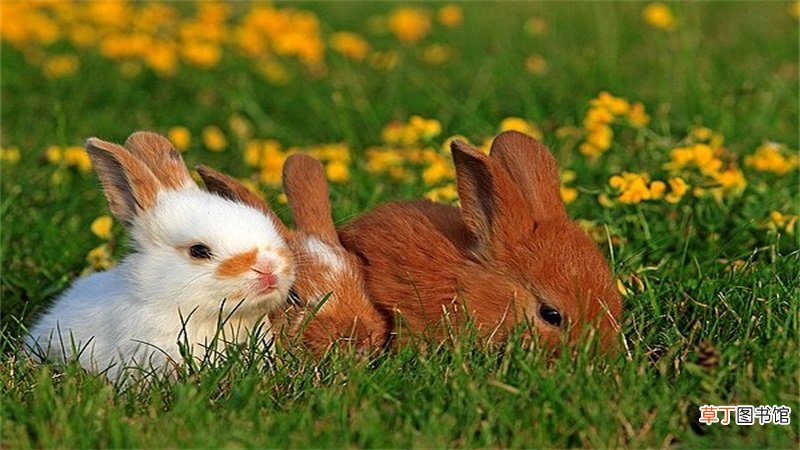 属兔人2019的运程