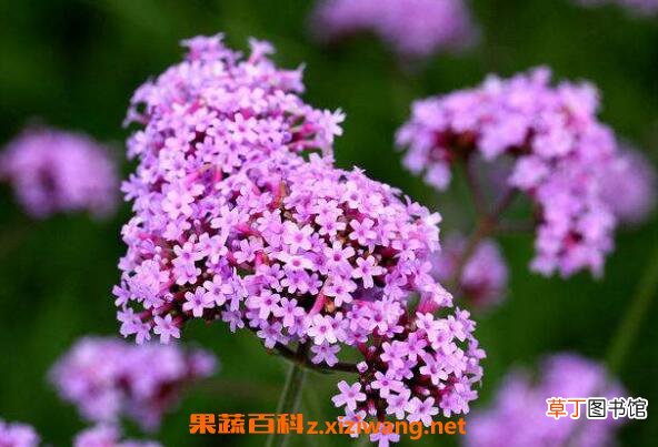 柳叶马鞭草如何种植 柳叶马鞭草种植方法