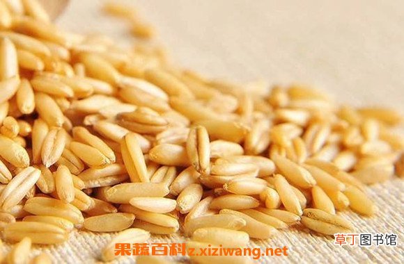 燕麦米的功效与作用 长期吃燕麦米的坏处