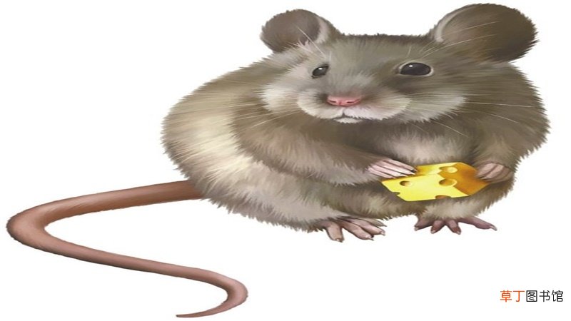属鼠一生的命运
