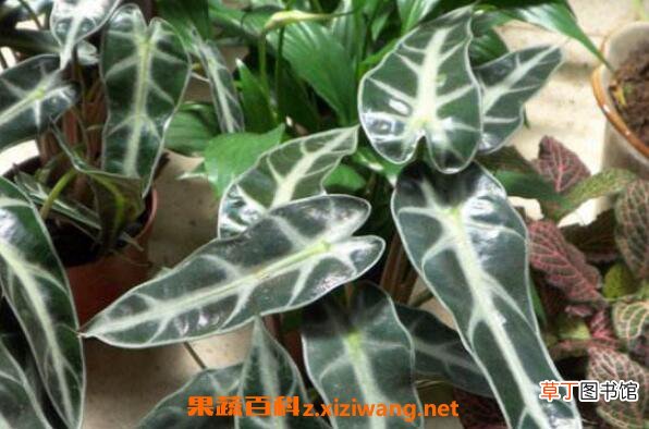 箭叶海芋如何养殖 箭叶海芋的养殖方法