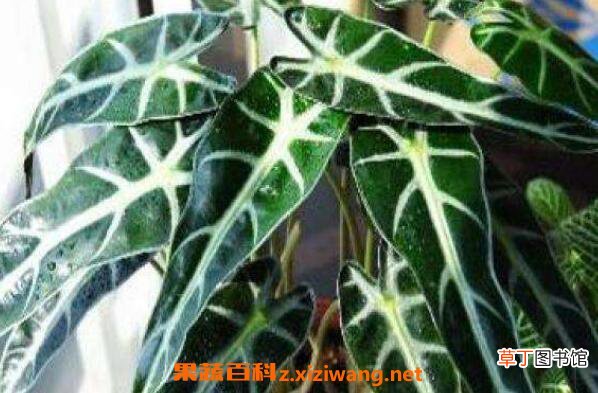 箭叶海芋如何养殖 箭叶海芋的养殖方法