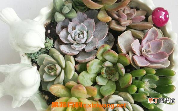 多肉植物长太高怎么办 多肉植物长太高的解决办法