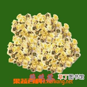 菊花茶