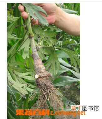川乌的功效与作用