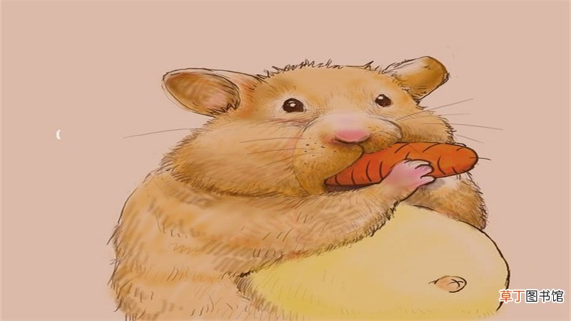 属鼠今年运程如何