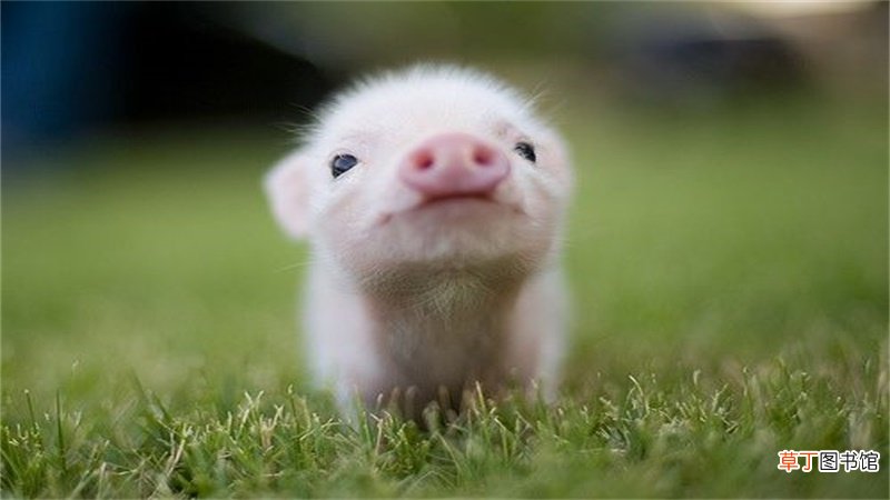 十月的猪命运如何