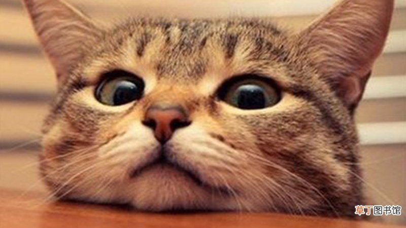 女人梦见猫赶不走什么意思