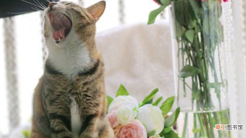 女人梦见猫很凶什么意思