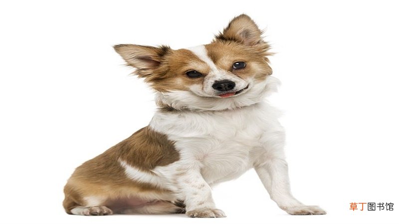 属狗的人今年运势如何