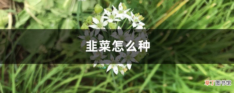 韭菜怎么种