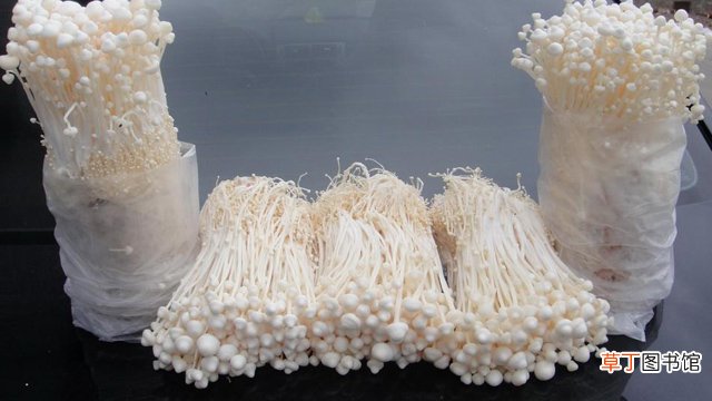 怎么养金针菇的根