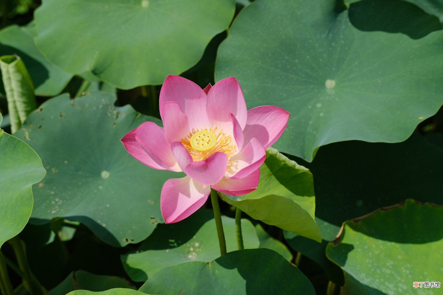 荷花怎么种