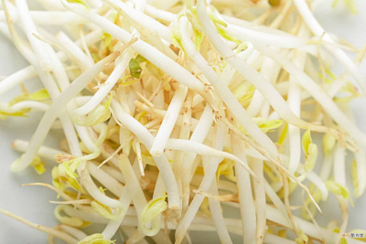 豆芽怎么种