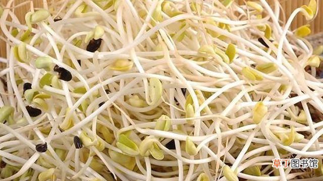 豆芽怎么种
