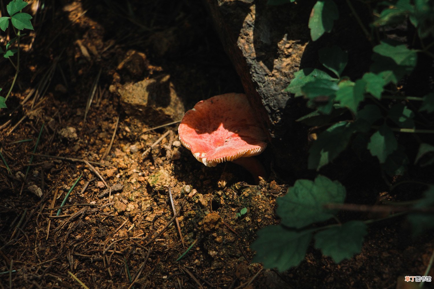 香菜怎么种植容易发芽