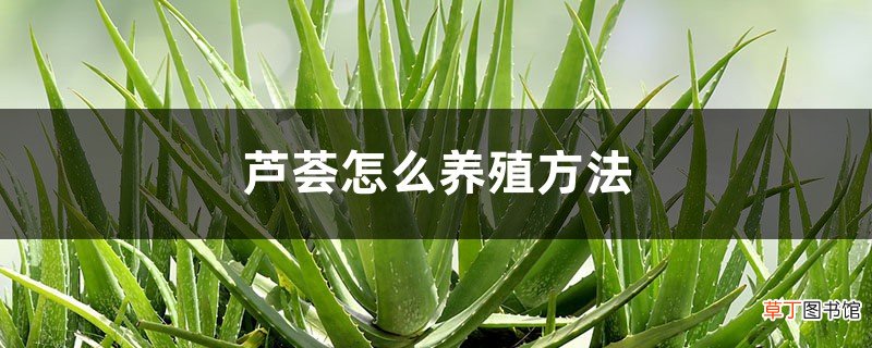 芦荟怎么养殖方法