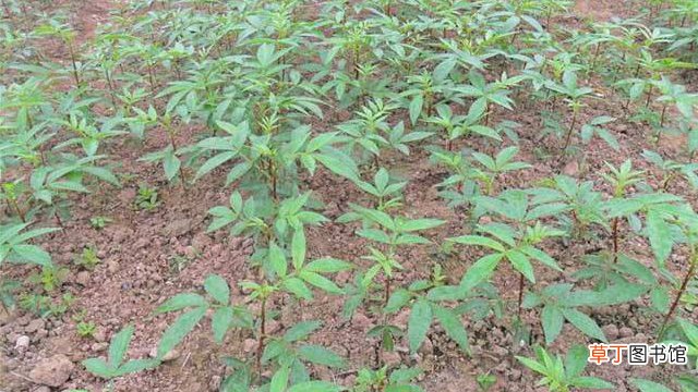 花椒籽怎么种才能发芽