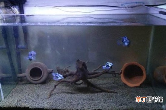 鱼缸开缸养水的正确方法